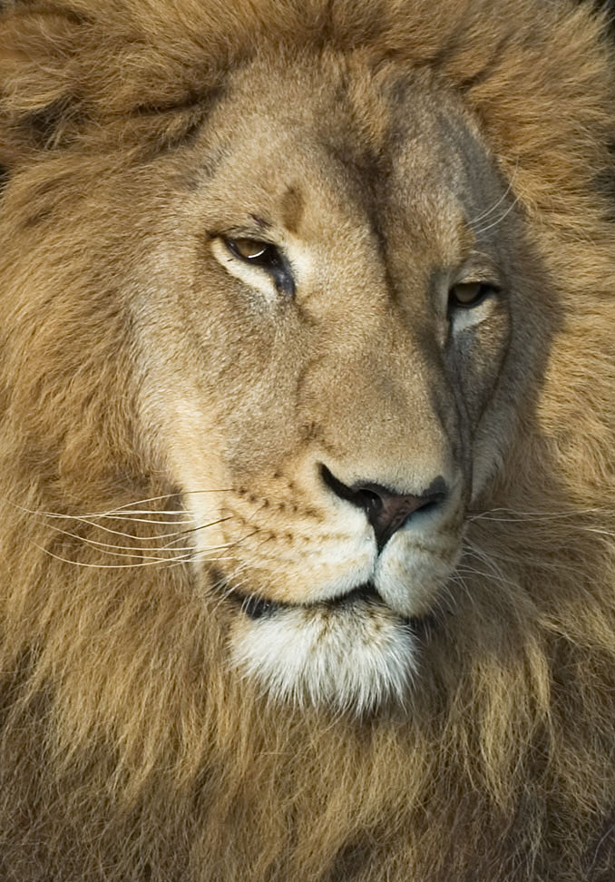 barbary lion semblance